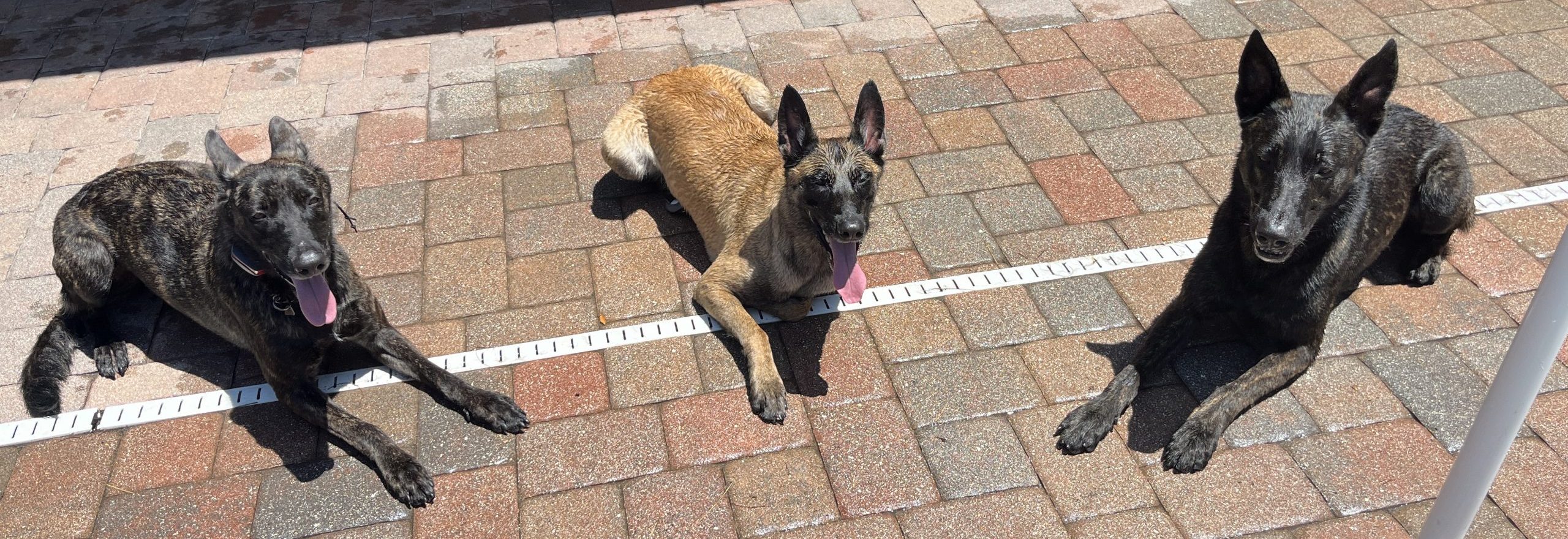 Dog Training 2