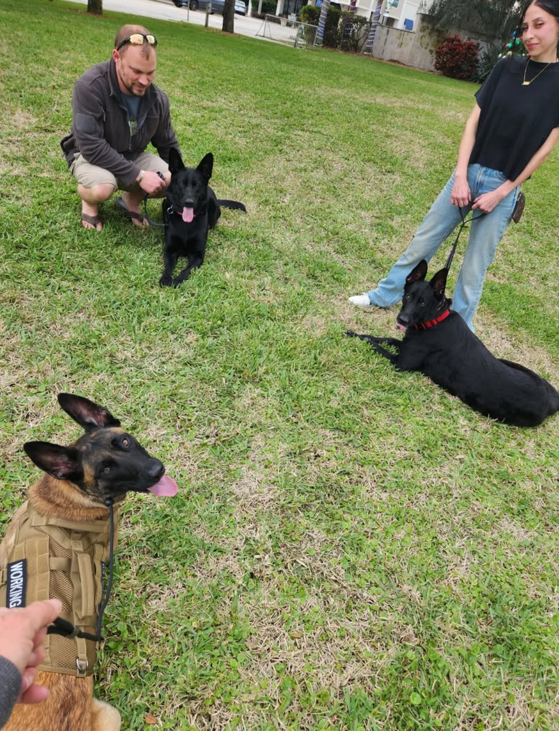 Dog Training 6